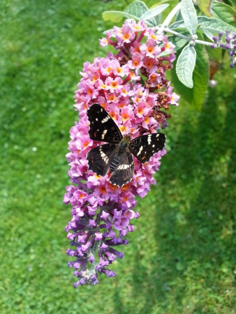Araschnia levana ( Landkaartje zomer )